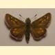 Hesperia comma