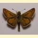 Hesperia comma