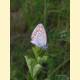 Plebejus argyrognomon