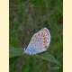 Plebejus argyrognomon