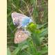 Polyommatus sp.