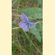 Plebejus argyrognomon