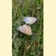 Plebejus argyrognomon