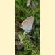 Plebejus argyrognomon