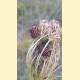 Graphosoma italicum