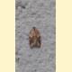 Acleris rhombana