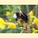 Bombus terrestris