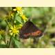 Erebia euryale