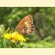 Erebia euryale