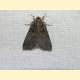 Acronicta rumicis