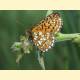 Boloria eunomia