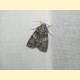 Acronicta rumicis