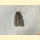 Acronicta rumicis