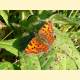 Polygonia c-album