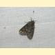 Acronicta rumicis