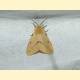 Spilosoma lutea