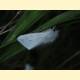 Spilosoma lubricipeda