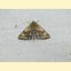 Heliothis sp.