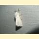 Spilosoma lubricipeda