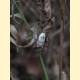 Acleris variegana