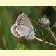 Plebejus idas