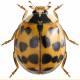 Harmonia axyridis