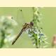 Sympetrum danae