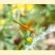 Sympetrum flaveolum