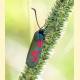 Zygaena viciae