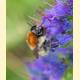 Bombus muscorum