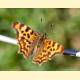 Polygonia c-album