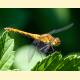 Sympetrum sanguineum