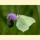 Celastrina argiolus