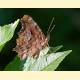 Polygonia interposita