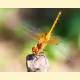 Sympetrum flaveolum