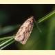 Agonopterix arenella