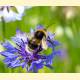 Bombus soroeensis