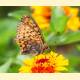 Argynnis aglaja