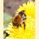 Bombus pascuorum