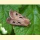 Agrotis exclamationis