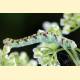 Eupithecia extraversaria