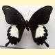 Papilio albinus