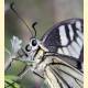 Papilio machaon ussuriensis
