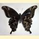 Papilio charopus