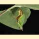 Limenitis camilla japonica