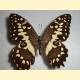 Papilio erithonioides