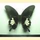Papilio nephelus chaonulus