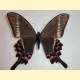 Photo #63941: Papilio krishna thawgawa