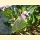 Catopsilia pyranthe pyranthe