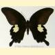 Papilio helenus